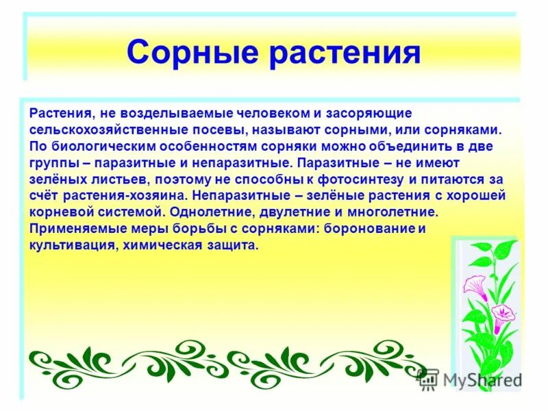 сорные растения значение. сорные растения значение. редька ярутка икотник. косвенные трансбиотические взаимоотношения. сорные растения значение.