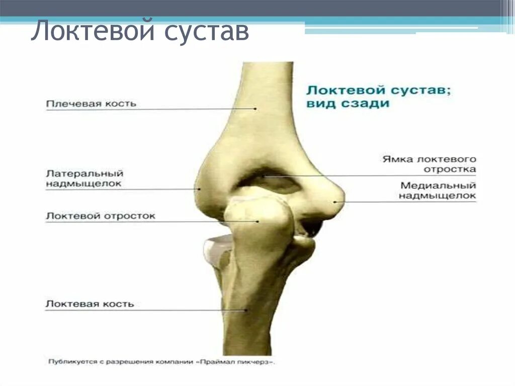 Локтевой сустав анатомия строение кости. Образующие кости локтевого сустава человека. Локтевой сустав анатомия строение рисунок. Плечевая кость локтевой сустав. Локтевого мыщелка