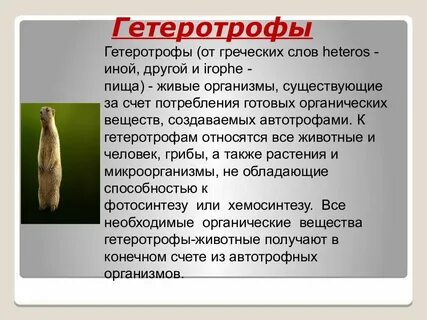 Кто относится к гетеротрофам