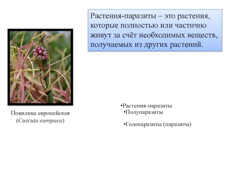 Сорные растения паразиты и полупаразиты. Растения паразиты и растения полупаразиты таблица. Растения паразиты примеры. Повилика паразитическое растение. Распределите предложенные растения по группам растения паразиты