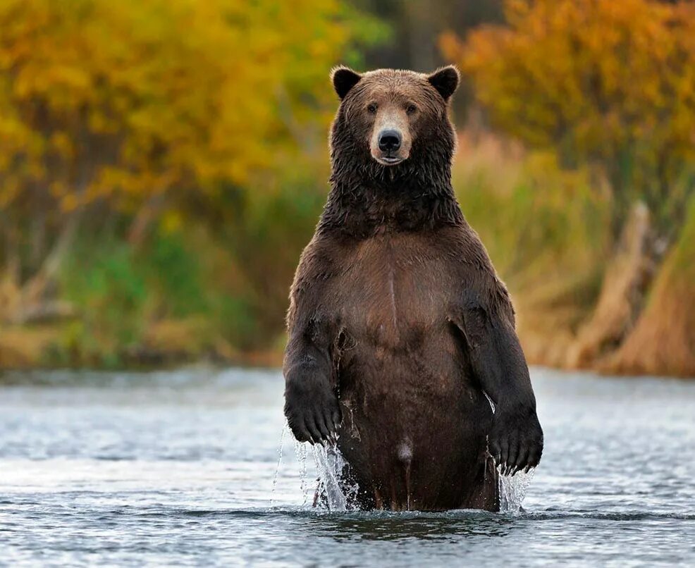 На каких обитают медведи гризли. Медведь Гризли. Бурый медведь Гризли обитает. Медведь в полный рост. Медведь сидит на берегу реки.