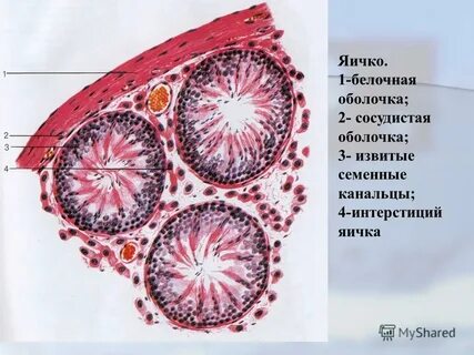 Канальцы яичка