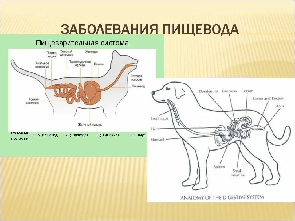 Пищевод кошки. Строение пищеварительной системы собаки. Строение пищеварительной системы собаки схема. Анатомия пищеварительной системы собаки. Рисунок строение пищеварительной системы собаки.