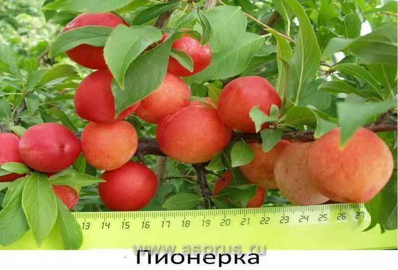 Яблоня сорт пионерка. Яблоня декоративная пионерка. яблоня китайка пионерка. яблоня декоративная пионерочка. райские яблочки сорт пионерка.