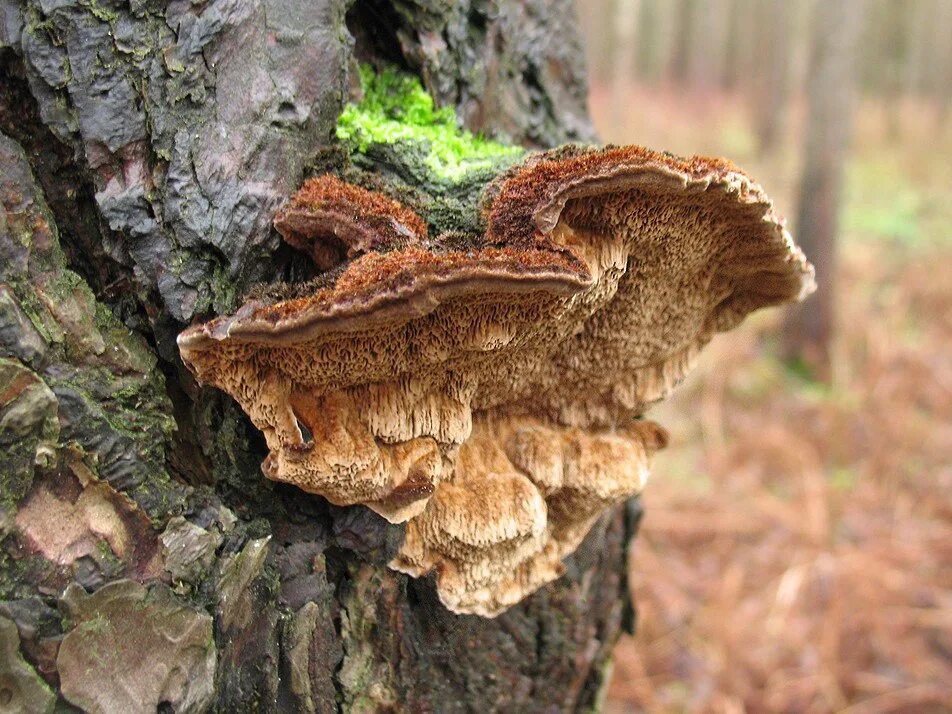 Трутовик Сосновая губка. Сосновая губка Phellinus Pini. Phellinus chrysoloma. Трутовик Лисий. Трутовик растение