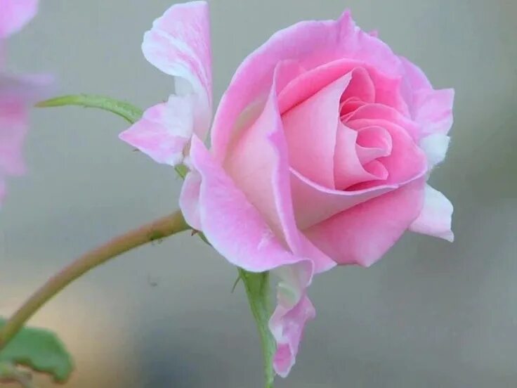 I rose. Розовые розы. Sunday rose. Розы подарок. Роз флорибунда фламинго.