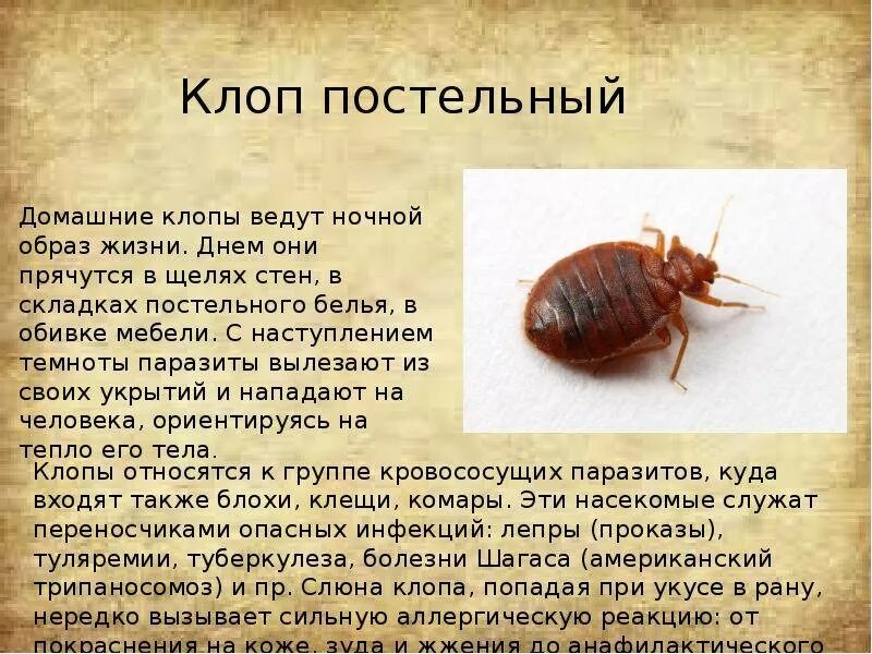 Клоп содержание. Насекомые переносчики заболеваний. клопы переносчики заболеваний. насекомые - паразиты и переносчики заболеваний. насекомые переносчики возбудителей заболеваний.