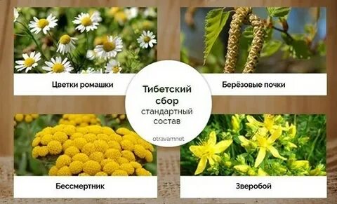 Почки бессмертник
