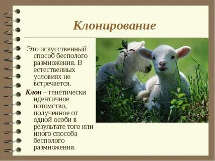 Клонирование бесполое