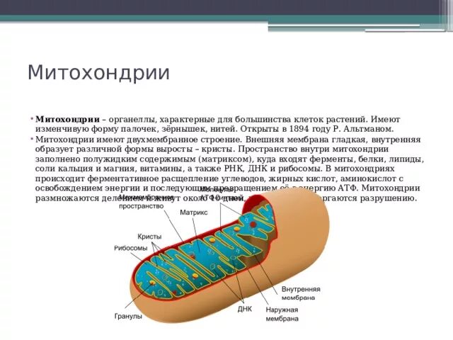 Каковы строение и функции митохондрий. Митохондрии строение наружная мембрана гладкая. Строение митохондрии таблица. Строение митохондрии кратко. Строение митохондрии растений.