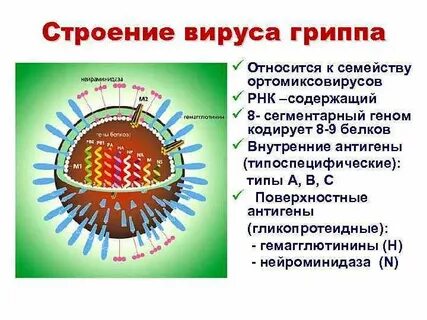 Грипп оболочка