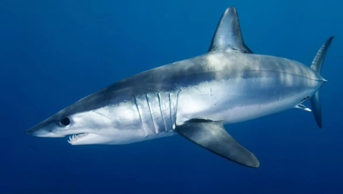 Акула мако опасна ли для человека. Серо голубая акула мако. Isurus oxyrinchus акула мако. Акула-мако (серо-голубая акула). Сельдевая акула мако.