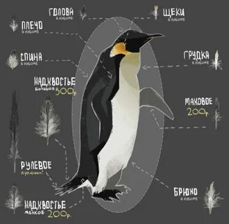 Пингвин пера