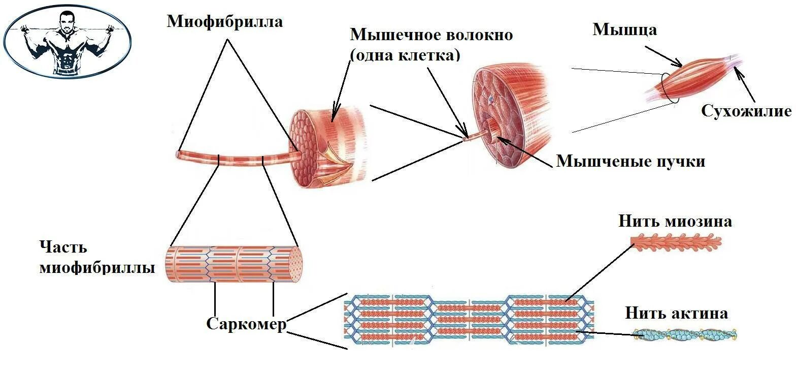 Каким номером на рисунке обозначена миофибрилла. Строение и структура мышечного волокна. Строение мышечного волокна физиология. Структура мышцы мышечного волокна. Строение миофибриллы мышечного волокна.