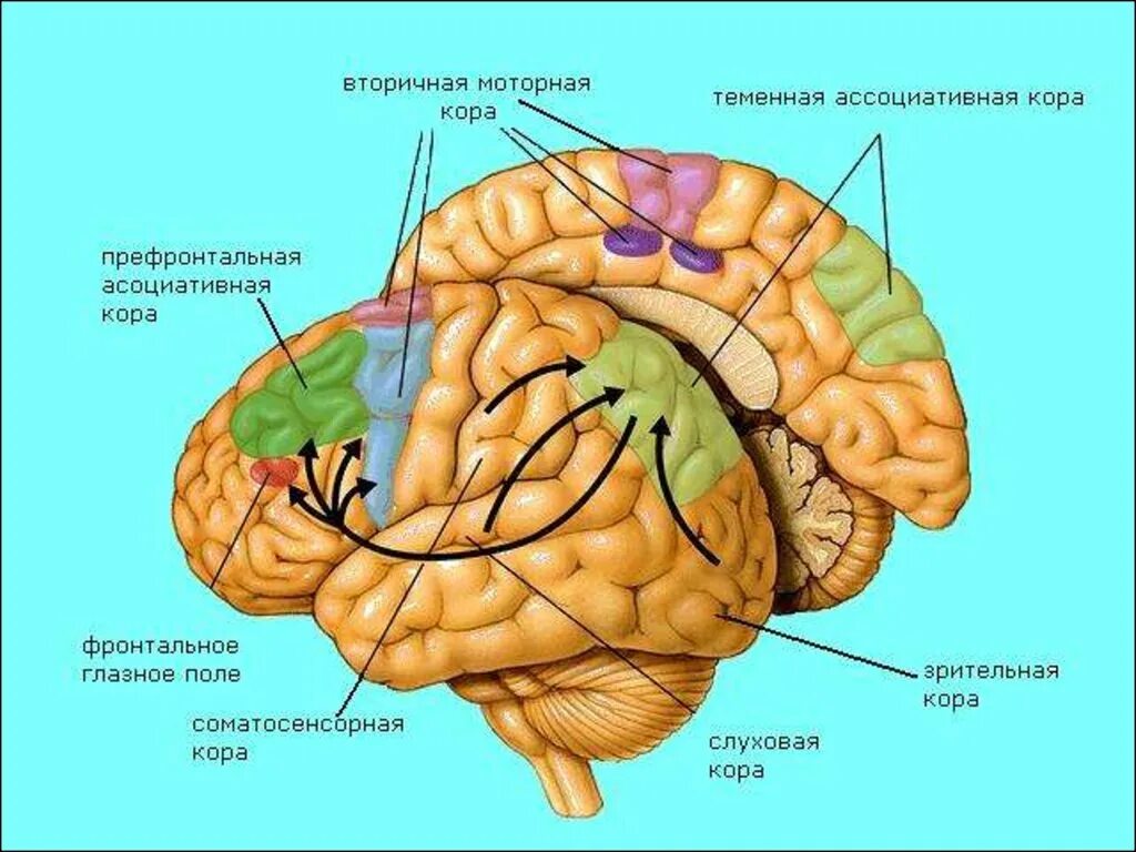 Ассоциативные зоны коры мозга. Ассоциативные области коры головного мозга функции.