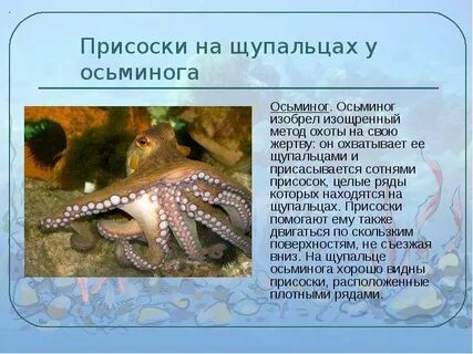 Осьминог 3 класс