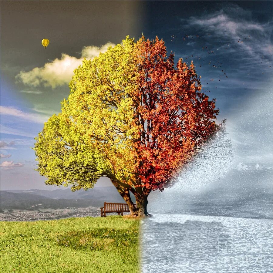 Where are the trees