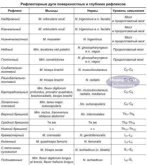 Поверхностные и глубокие рефлексы неврология. Патологические рефлексы неврология таблица. Нормальные и патологические рефлексы таблица. Поверхностные рефлексы в неврологии.