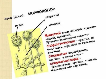 Особенности строения гриба мукора