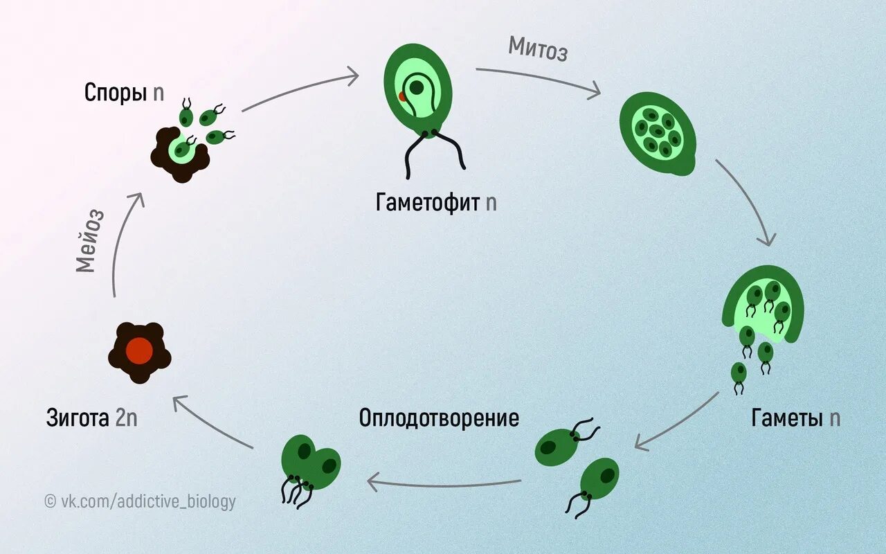 Жизненный цикл водорослей ульва. Жизненные циклы растений гаметофит и спорофит. Гаметофит зеленых водорослей. Гаметофит зеленых водорослей. Цикл размножения ульва.