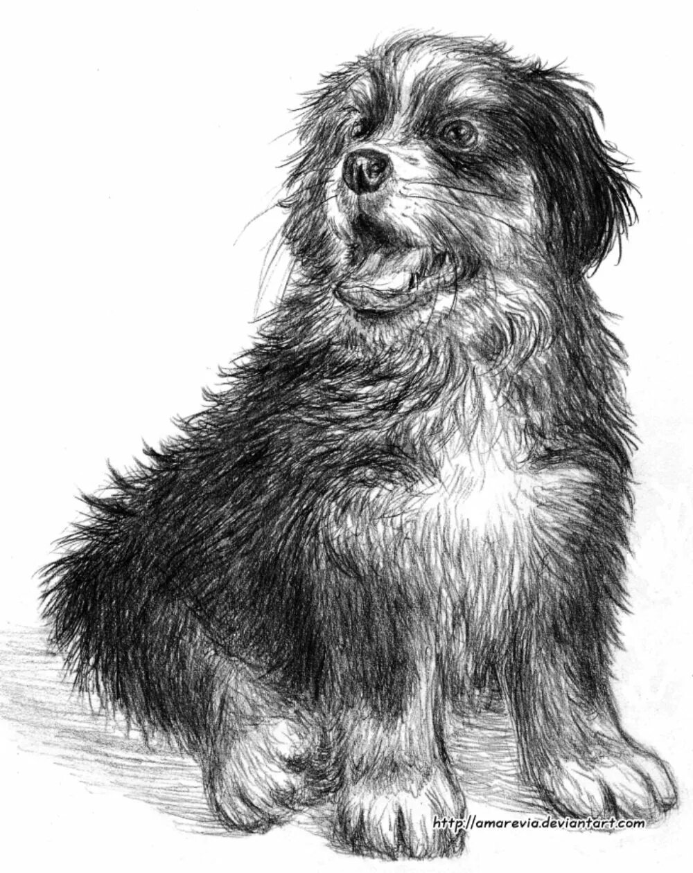 Собака рисунок. Собака рисунок карандашом. Собака Графика. Щенок рисунок. Рисунок собаки графика