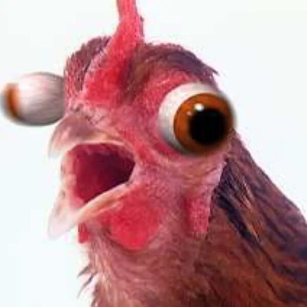 Курица. Бешеная курица. Злой петух. Курица в шоке. Бешеный петух.