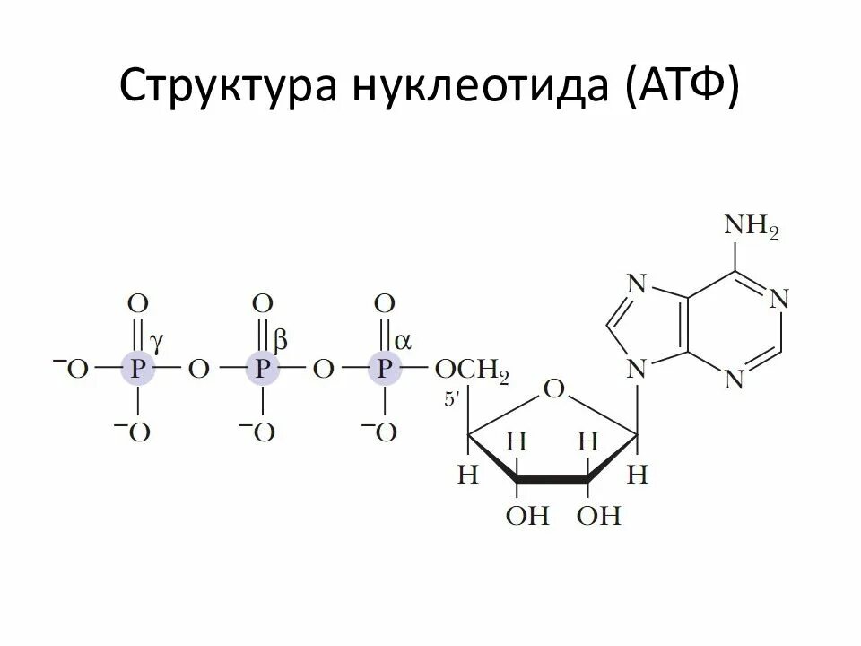 Вид молекулы атф. Атф строение молекулы формула. строение молекулы атф. атф формула структурная. строение нуклеотида атф.