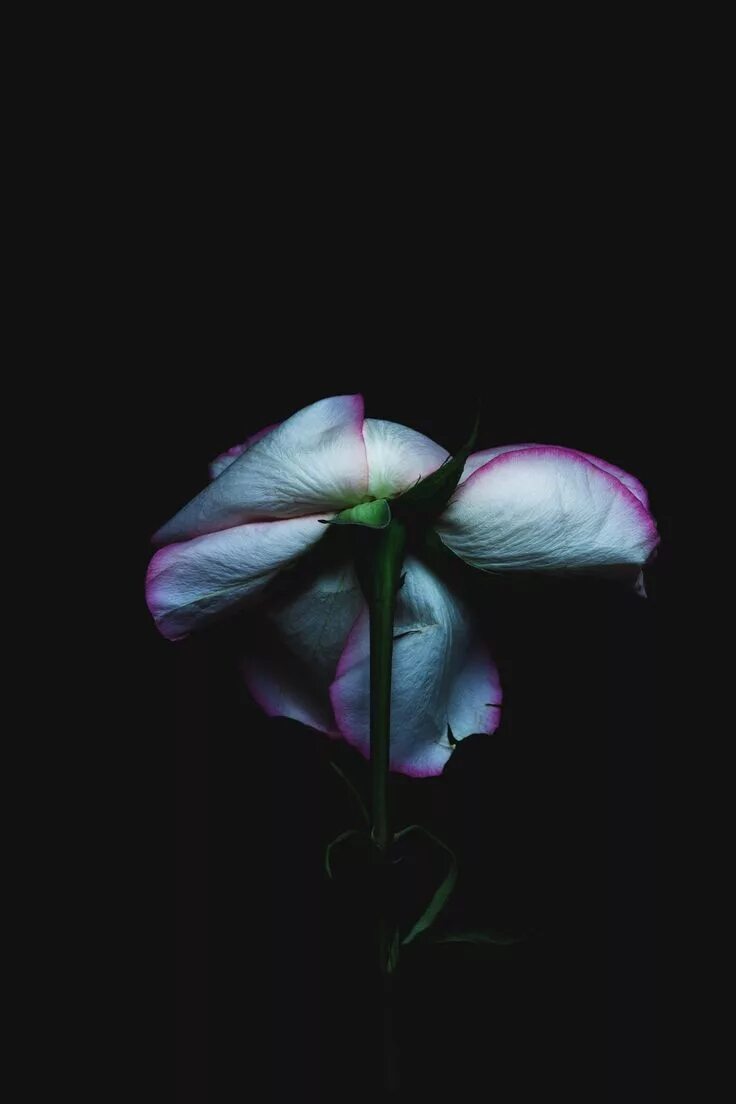 The dark flower
