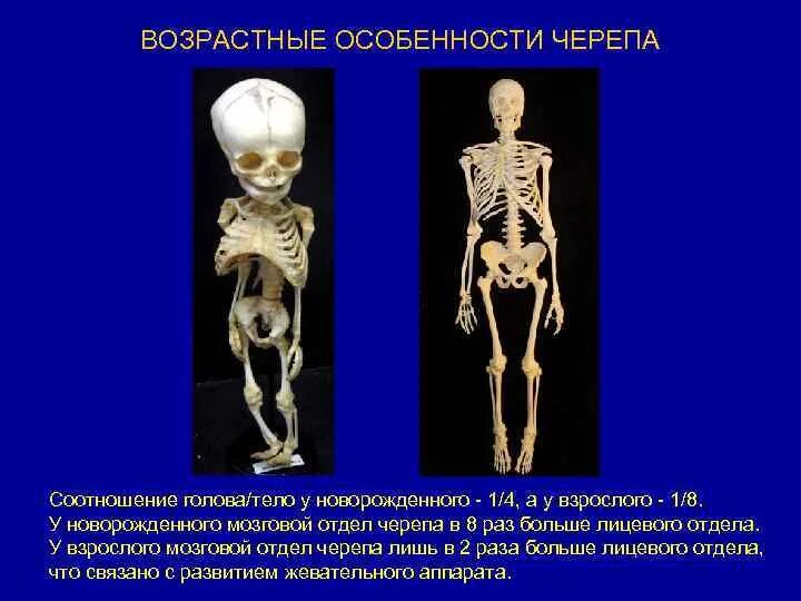 Скелет ребенка отличается от скелета взрослого человека. Скелет ребенка отличается от скелета взрослого человека