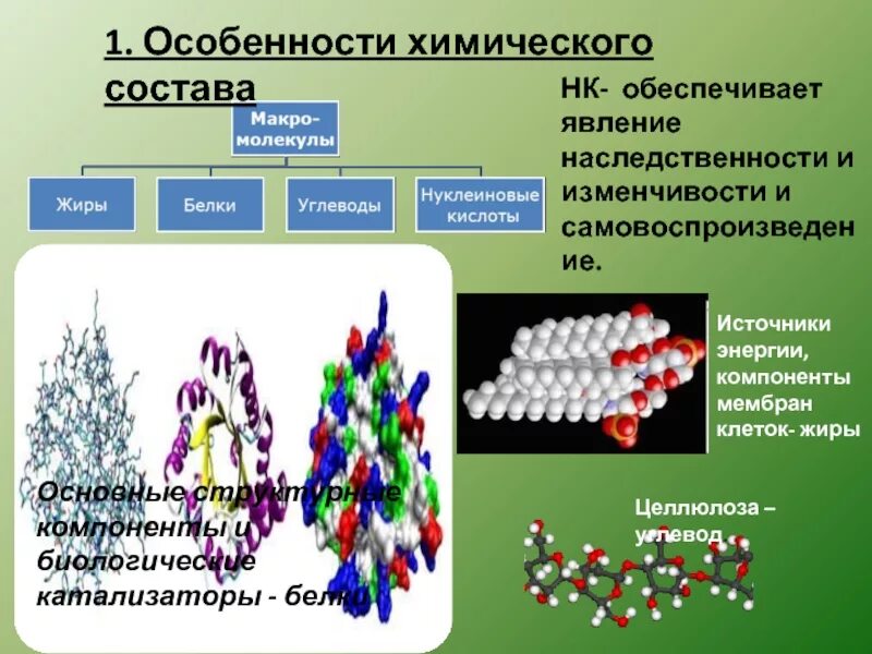 Природа вещества фермент. Ферменты биологические катализаторы. Биологические и химические катализаторы. Биологические катализаторы примеры. Биологические катализаторы таблица.