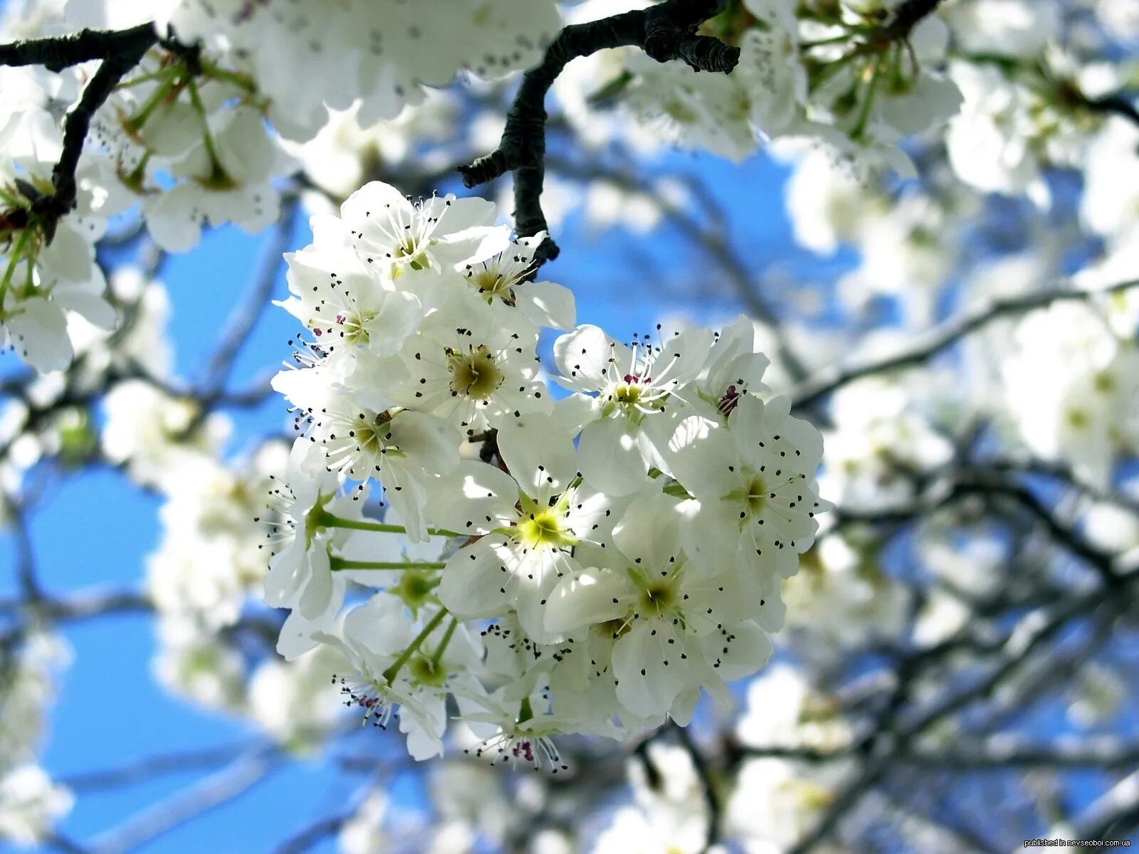 Bahor rasmlari. Цветущие деревья. Фотографии весны. Май природа.
