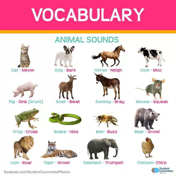 Домашние животные на англ. Домашние животные на английском. Животные на английском для детей. Животные vocabulaire. Домашние животные на английском для детей.