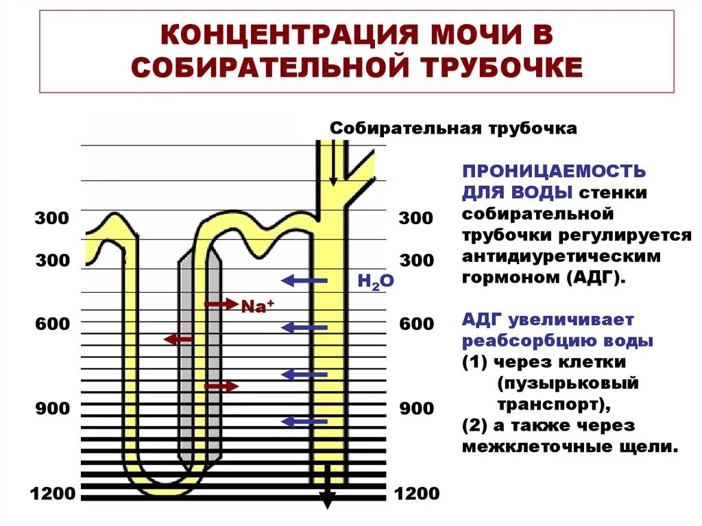 Процесс в собирательной трубочке