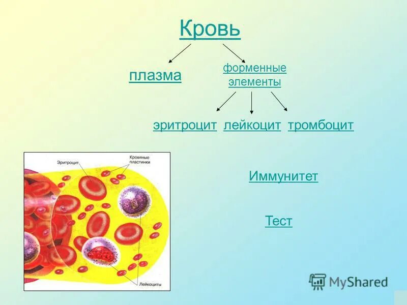 состав крови форменные элементы. функции плазмы и форменных элементов крови. состав плазмы крови схема. состав плазмы крови таблица функции. система крови физиология.