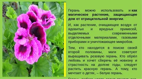 Герань температура воздуха