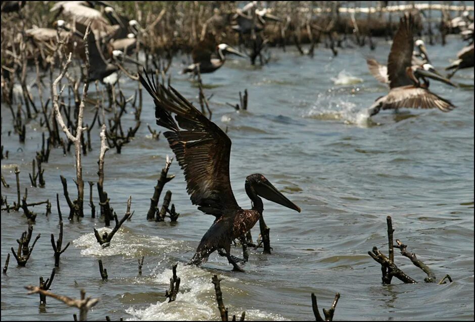 Природные разливы нефти. Птица в нефти. Пеликан в нефти. Птица в мазуте. Экологическая катастрофа птицы.