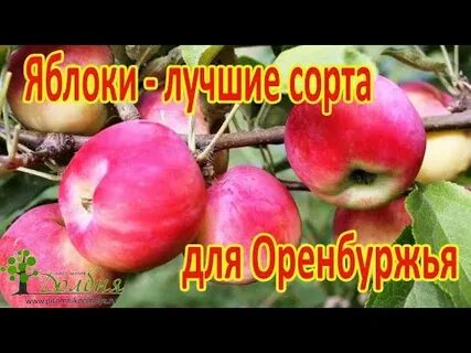 Какие яблони лучше