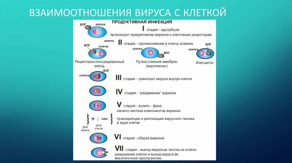 Этапы взаимодействия вируса с клеткой. Схема взаимодействия вируса с клеткой. Этапы взаимодействия вируса и клетки схема. Схема взаимодействия вируса с клеткой 3 этапа. Этапы взаимодействия с клеткой