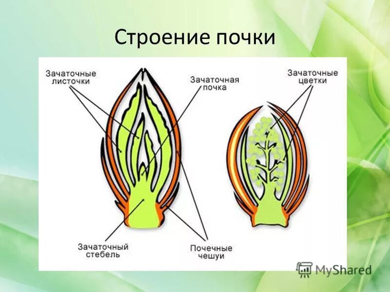 Строение вегетативной листовой почки. Строение листовой и цветочной почки. Строение и функции почки растения. Строение листовой почки 6. Строение цветочной почки.
