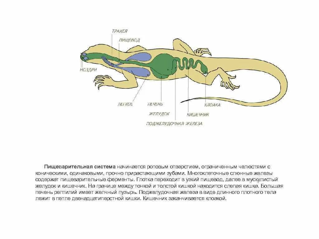 Строение рептилий кратко. Пищеварительная система пресмыкающихся рептилий. Внутреннее строение пресмыкающихся пищеварительная система. Пищеварительная система рептилий схема. Пищеварительная система ящерицы схема.