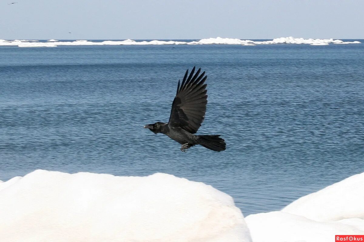 ворон за море летал. ворон за море летал. ворон за море летал. черный ворон в полете фото. ворон.