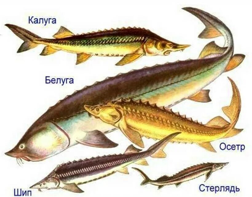 Ценные породы рыб. Белуга + стерлядь = Бестер. Рыба шип семейства осетровых. Рыба семейства осетровых Бестер. Отряд осетровые представители.