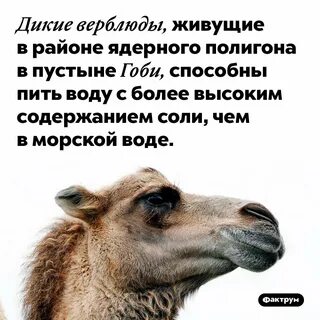 Интересные факты о верблюдах