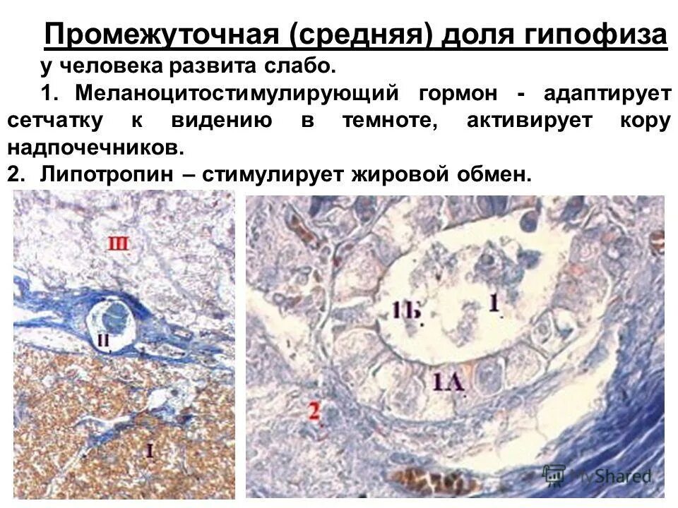 промежуточный гипофиз. клетки передней доли гипофиза гистология. промежуточный гипофиз. строение головного мозга гипоталамус. функции гормонов задней доли гипофиза.