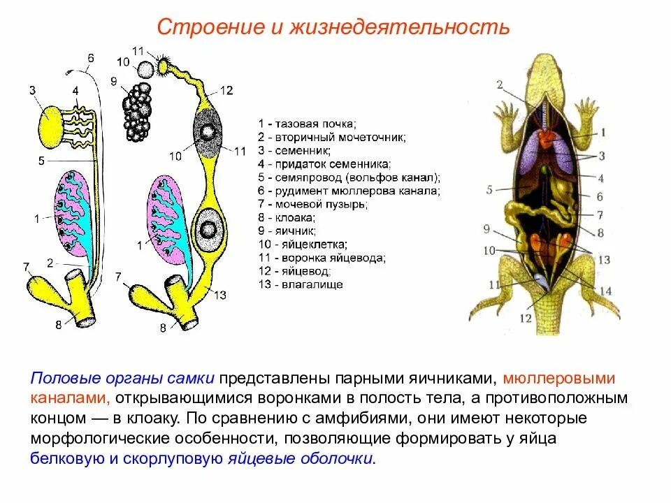 Кишечник мочеточники открываются в клоаку. Строение выделительной системы пресмыкающихся. Половая система пресмыкающихся ящерица. Половая система строение ящерицы. Половая система рептилий 7 класс.