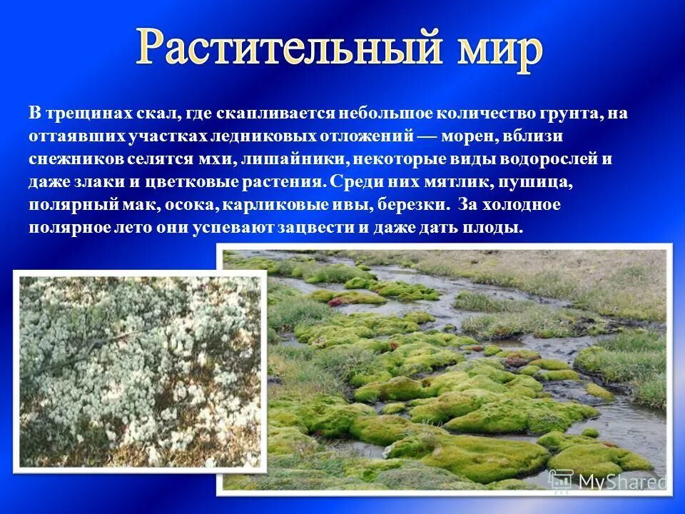 растительный мир материка представлен мхами и лишайниками. мхи и лишайники антарктиды. растительный мир антарктиды презентация. антарктида растения мхи лишайники. растительный мир материка представлен мхами и лишайниками.