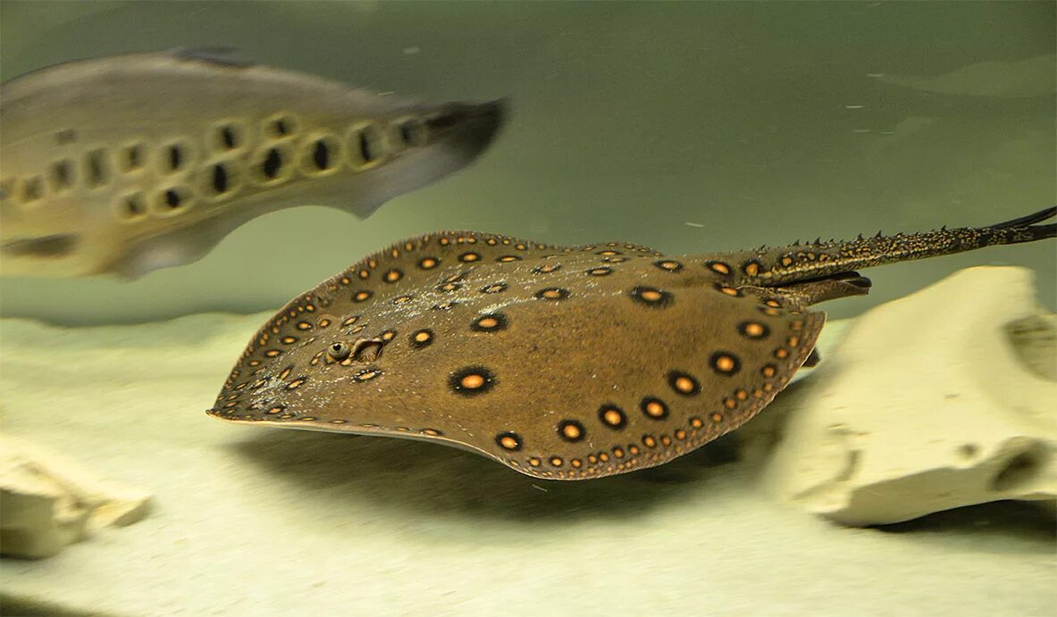 Скат моторо леопольди. Скат моторо. Речной скат хвостокол. Рыбка аквариумная скат моторо. Скат хвостокол глазчатый.
