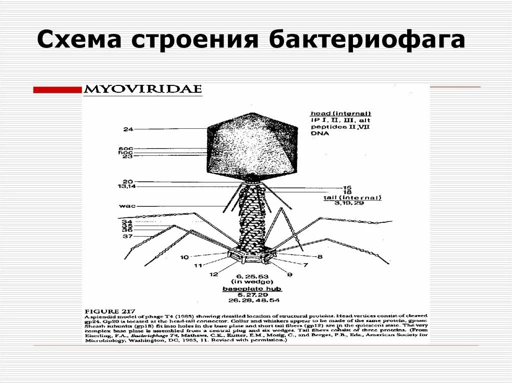Какого строение бактериофага. Строение вируса бактериофага. схема строения бактериофага. формы существования бактериофага. бактериофаг схема.