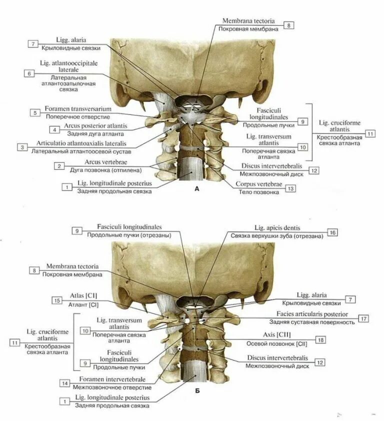 Соединения позвонков атланто-затылочный сустав анатомия. Связки атланто затылочного сустава анатомия. Латеральный атланто затылочный сустав. Атланто затылочный сустав латынь.