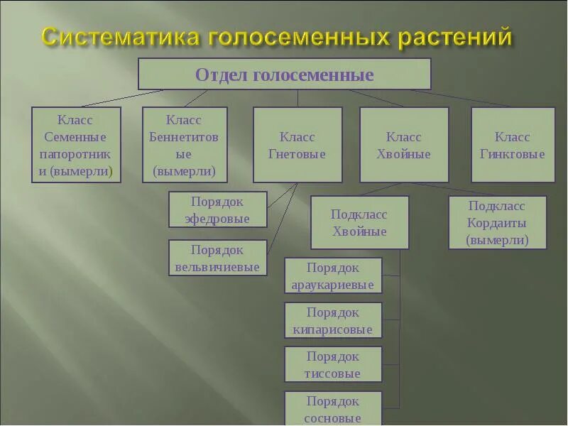 Классификация голосеменных растений. Отдел голосеменные систематика. систематика отдела голосеменных растений. систематическая группа голосеменных растений. отдел голосеменные классификация.